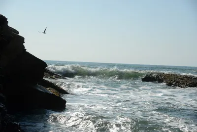 DSC_2684 (Large).JPG